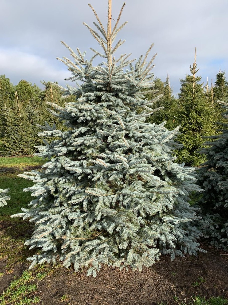 Ель колючая Oldenburg на даче