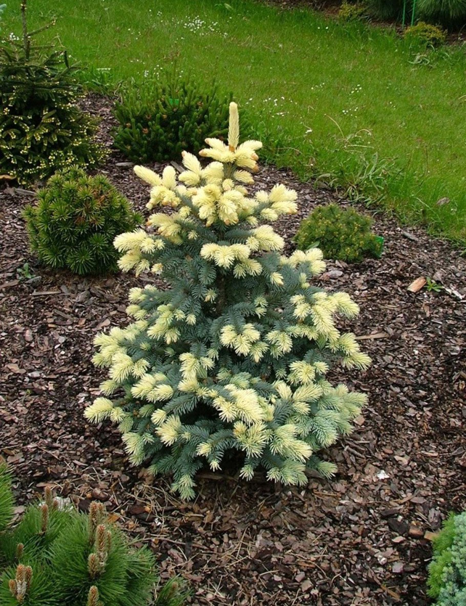 Ель колючая "Bialobok" Picea pungens "Bialobok"