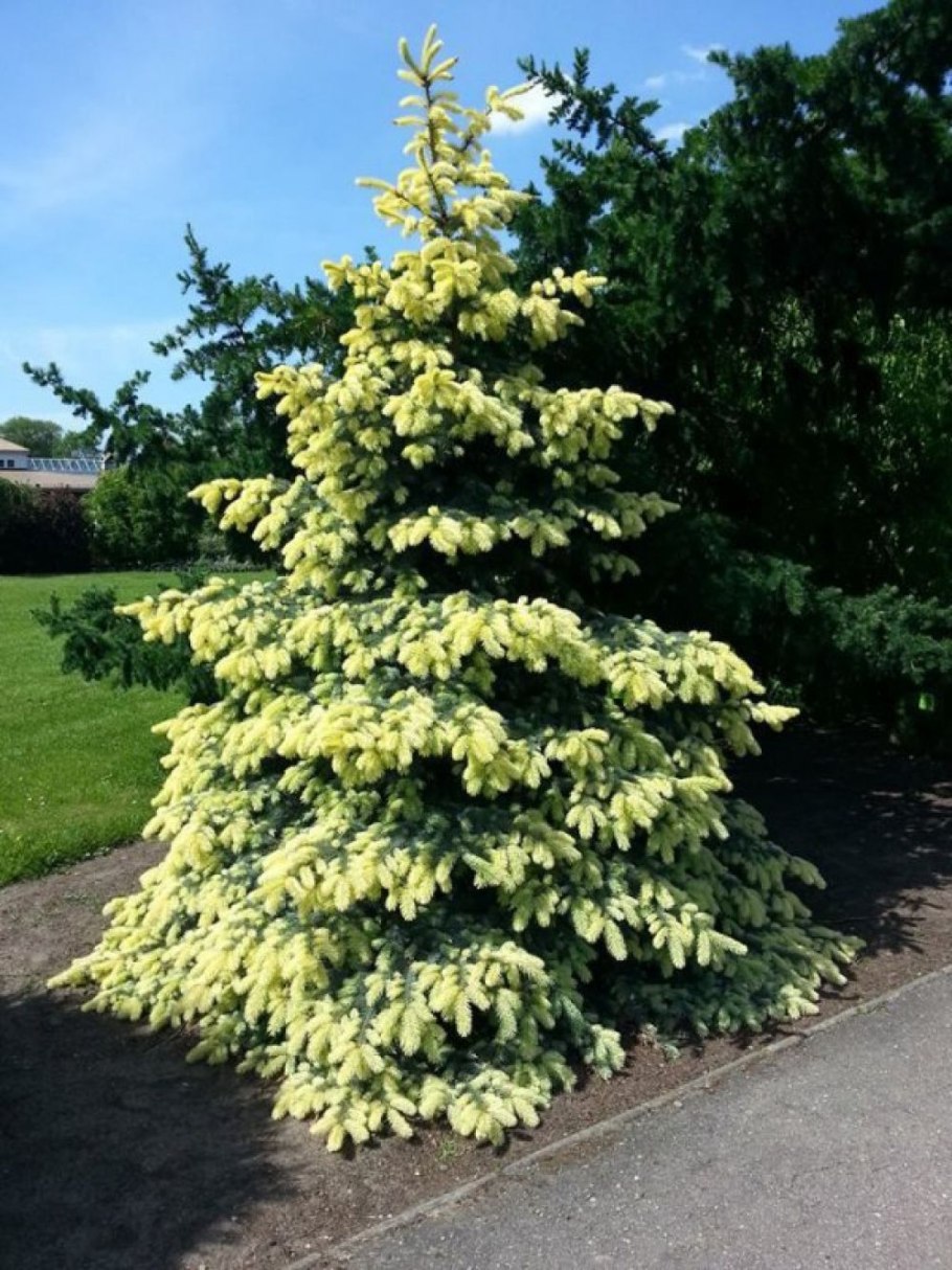 Ель колючая Белобок