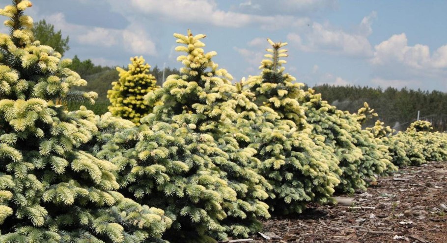 Ель колючая Биалобок