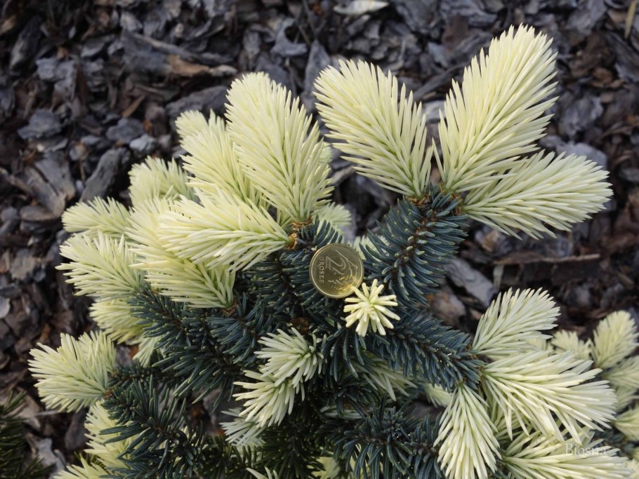 Picea pungens White Ghost