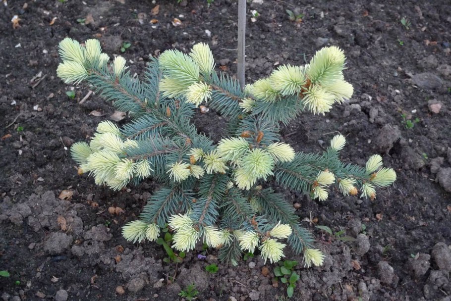 Picea pungens Bialobok