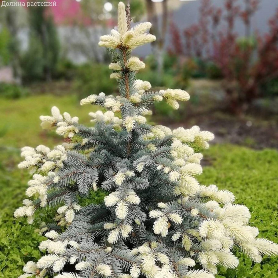Ель колючая "Bialobok" (Белобок)