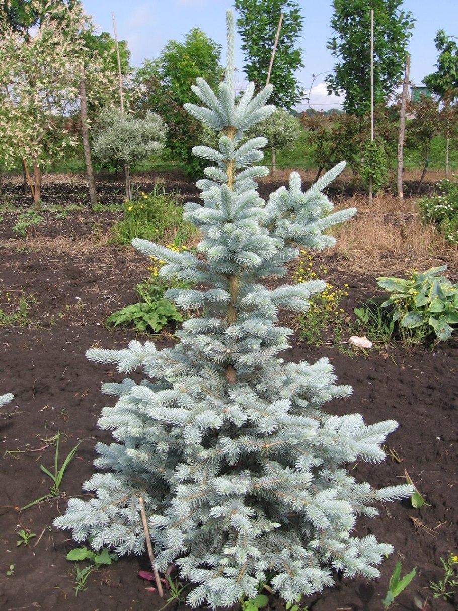 Ель колючая белобок
