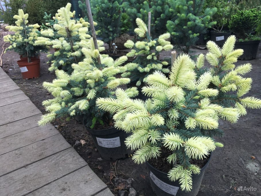 Ель колючая Bialobok