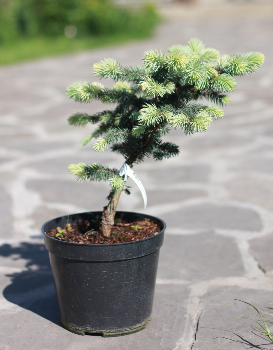 Ель колючая "Bialobok" (Белобок)