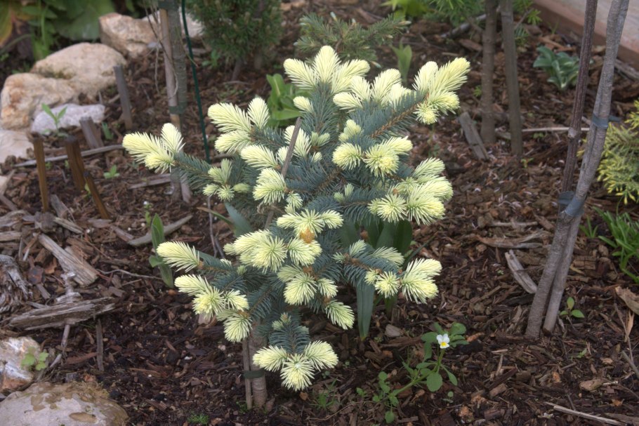 Можжевельник белобока