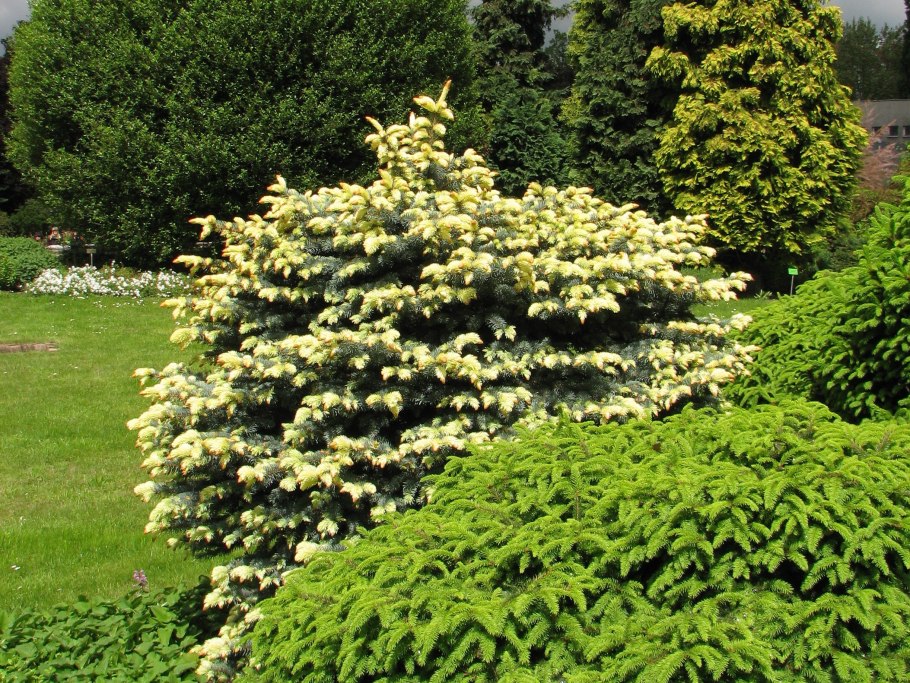 Ель колючая "Bialobok" (Белобок)