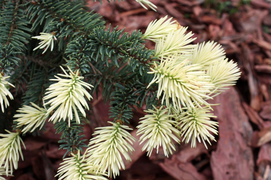 Ель колючая (Picea pungens "Bialobok")*