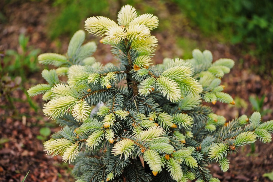 Ель колючая picea pungens