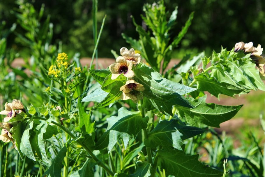 Лекарственные Лесные цветы