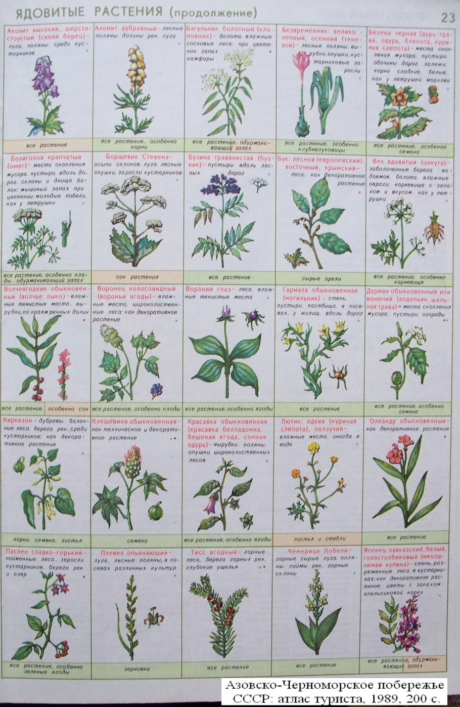 Съедобные и несъедобные Лесные ягоды