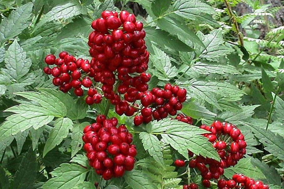 Вороний глаз четырёхлистный