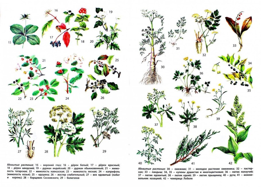 Борщевик ядовитые части