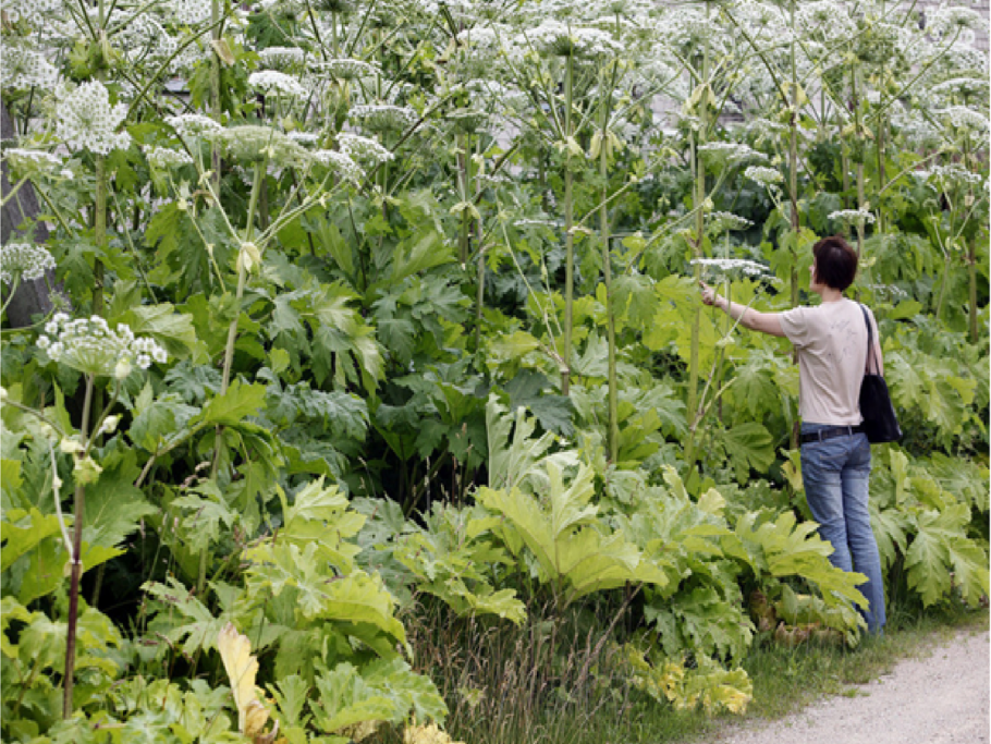 Борщевик Сосновского