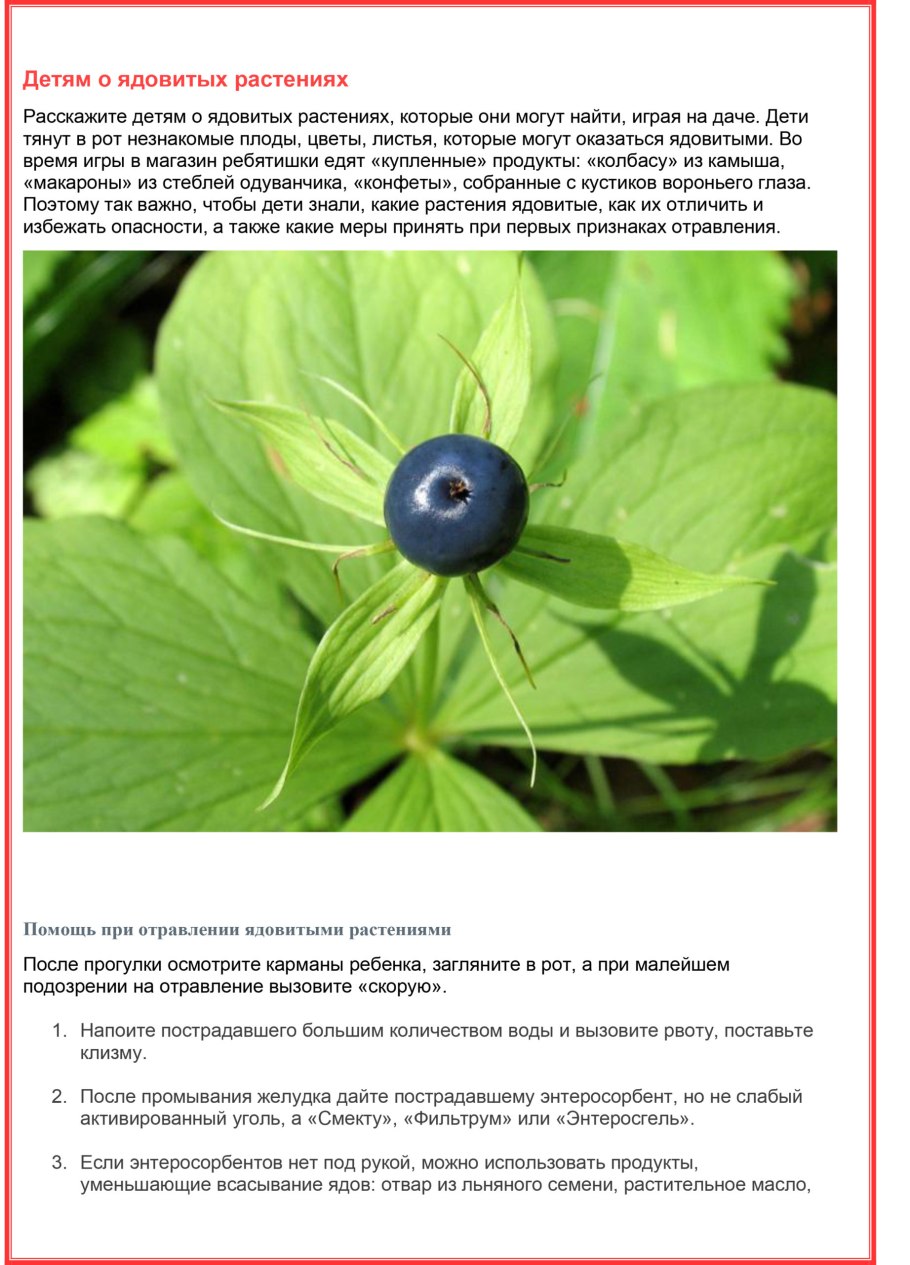 Вех ядовитый цикута