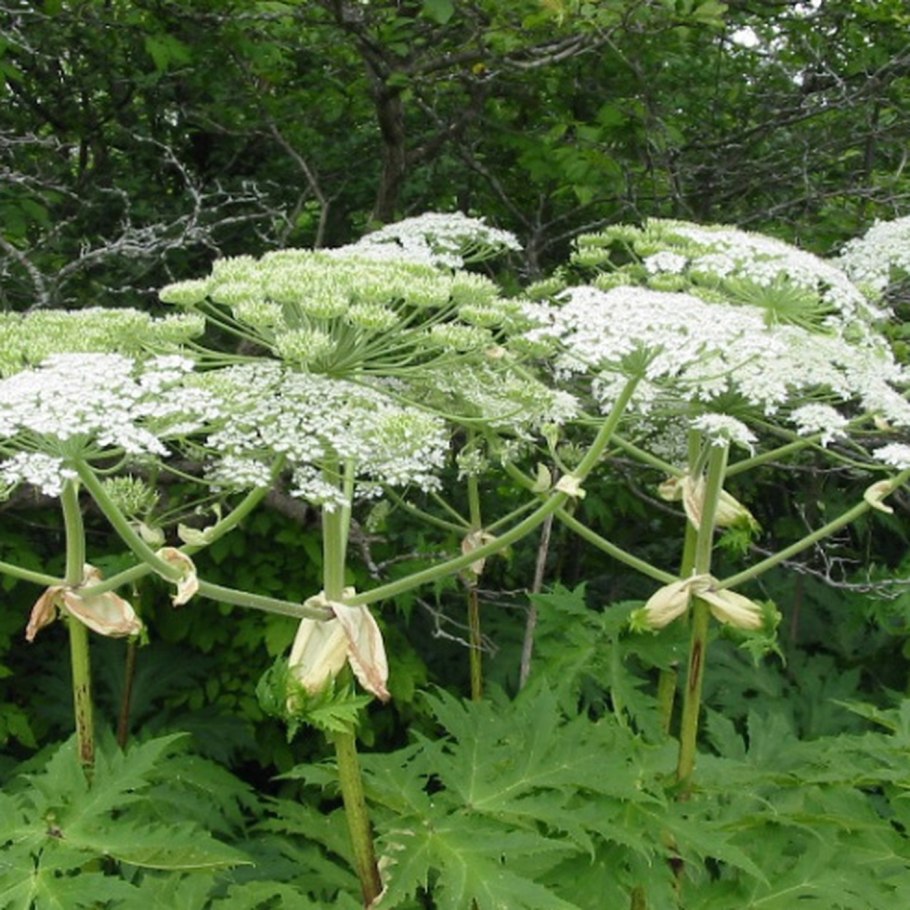 Heracleum борщевик