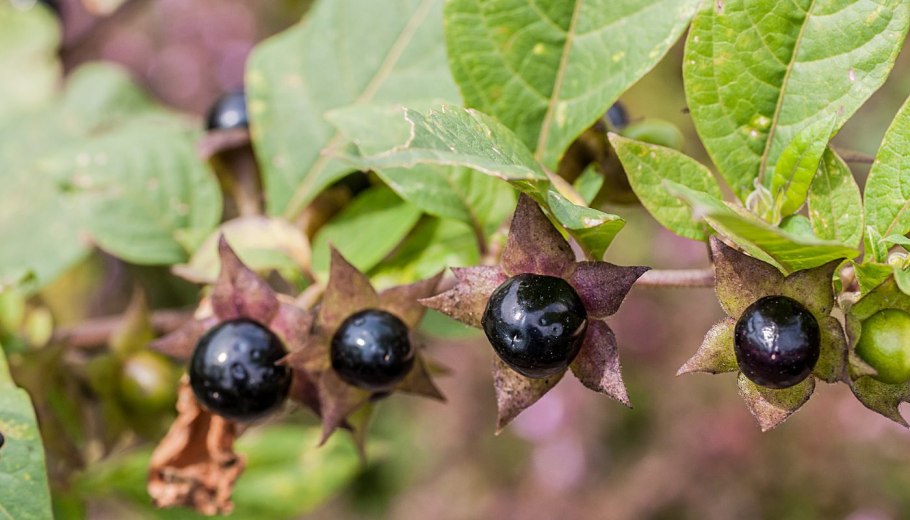 Белокрыльник болотный ягода