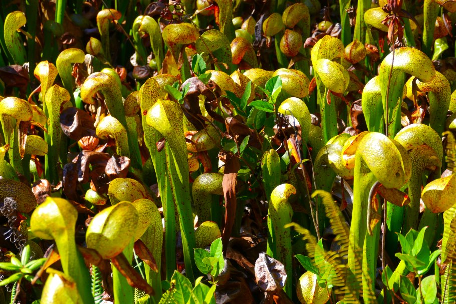 Насекомоядные растения дарлингтония
