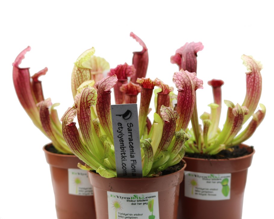 Дарлингтония Калифорнийская в доме в горшке