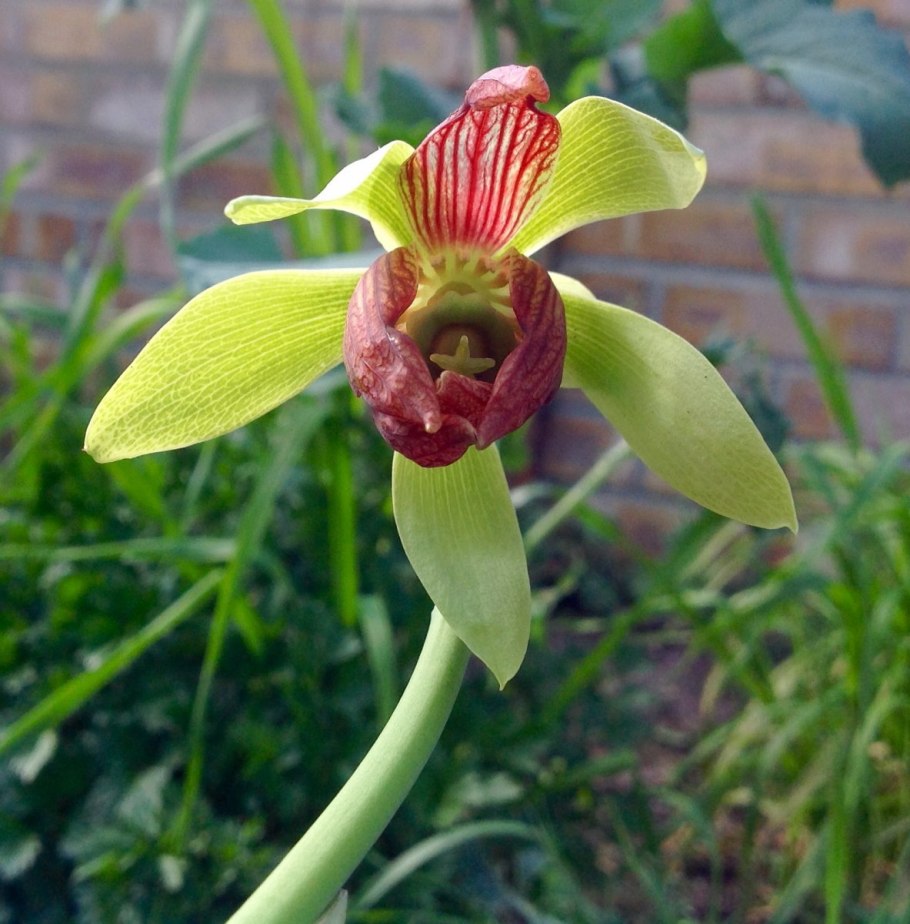 Darlingtonia californica цветы