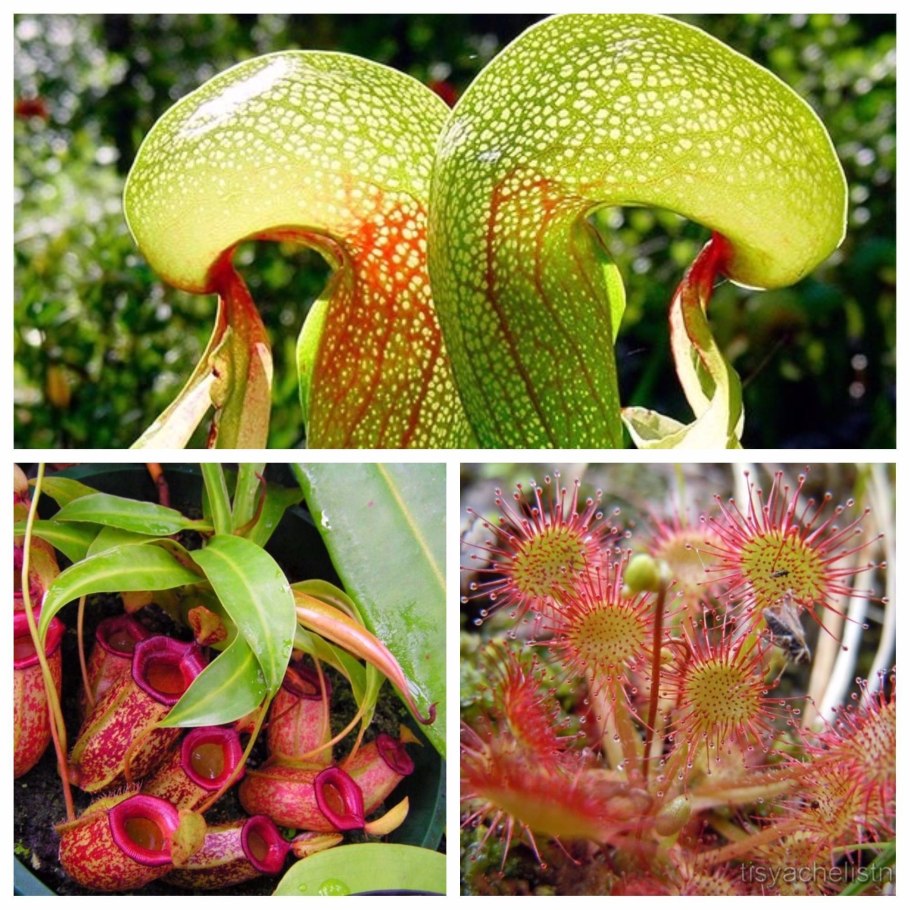 Дарлингтония Калифорнийская (Darlingtonia)