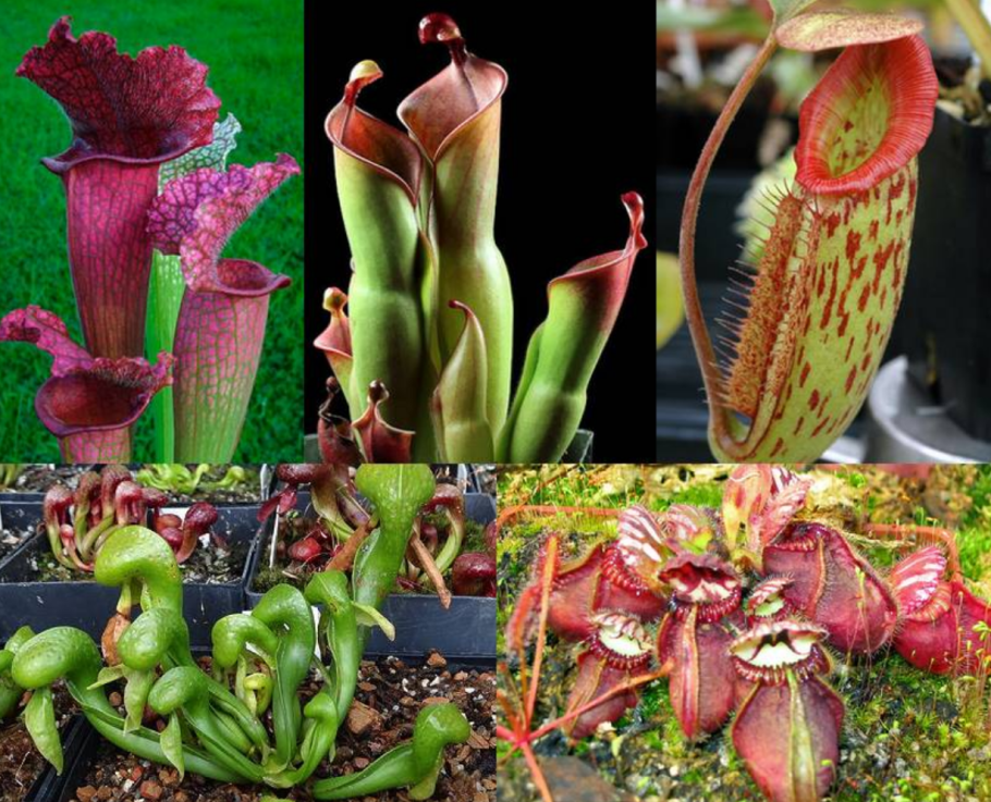 Непентес цветение