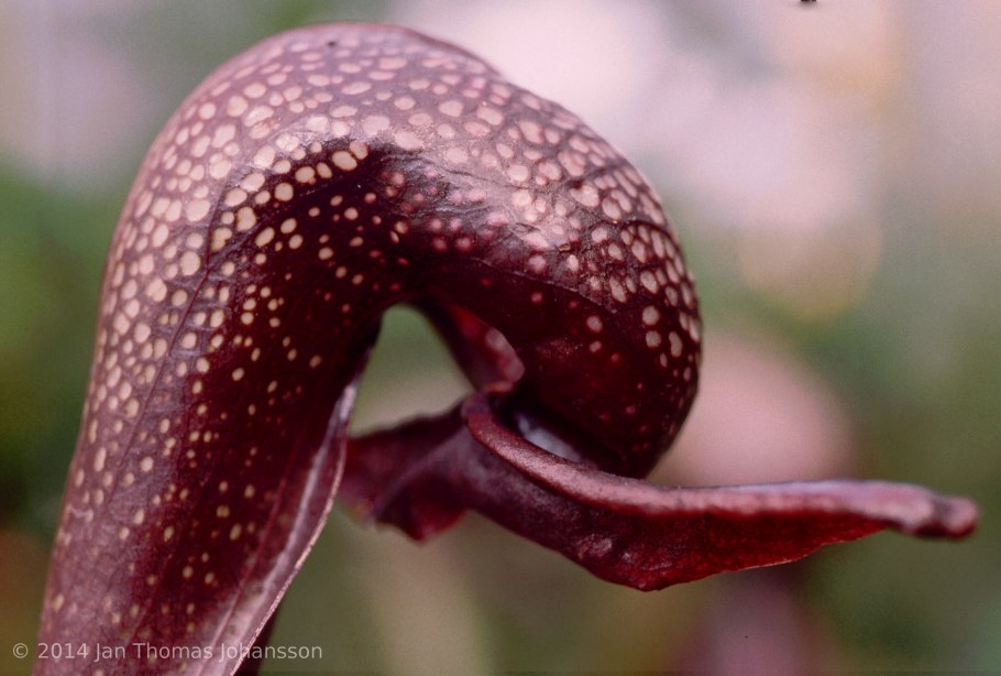 Дарлингтония плотоядное растение болотный хищник