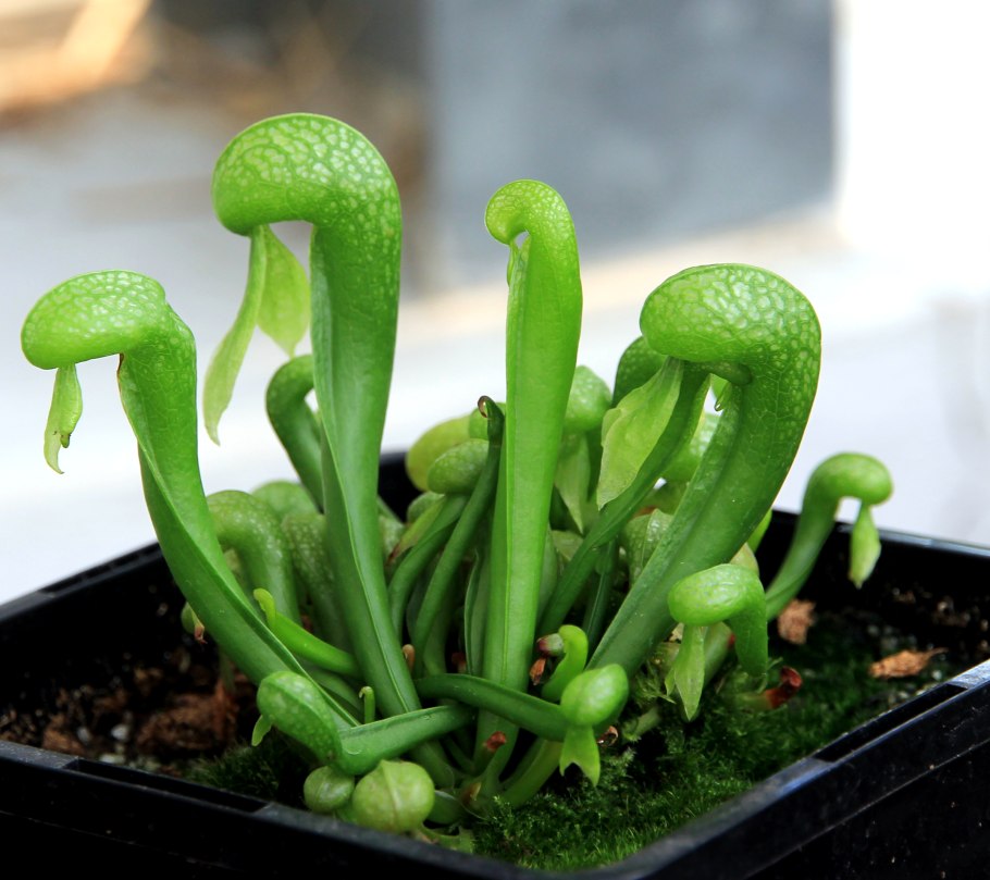 Цветонос дарлингтонии калифорнийской