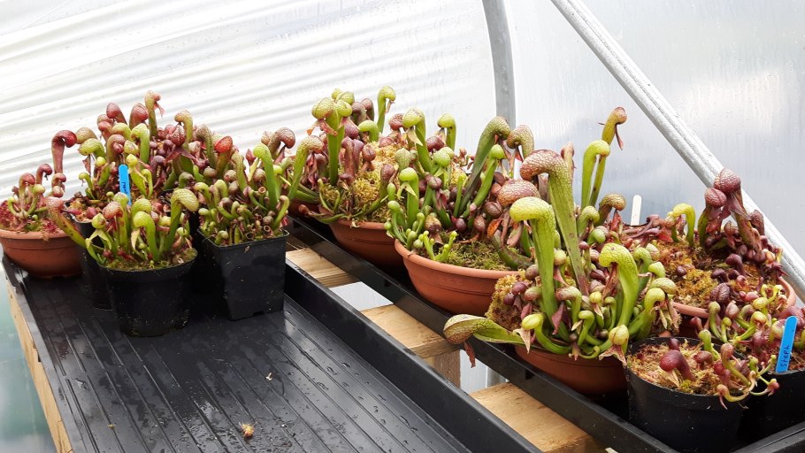 Саррацения bekerpalnt