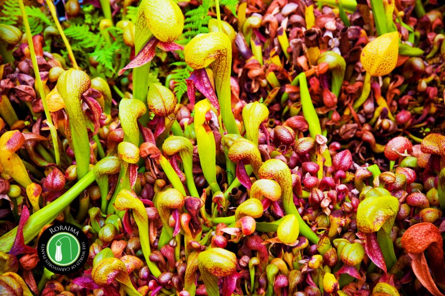 Саррацения Болотная