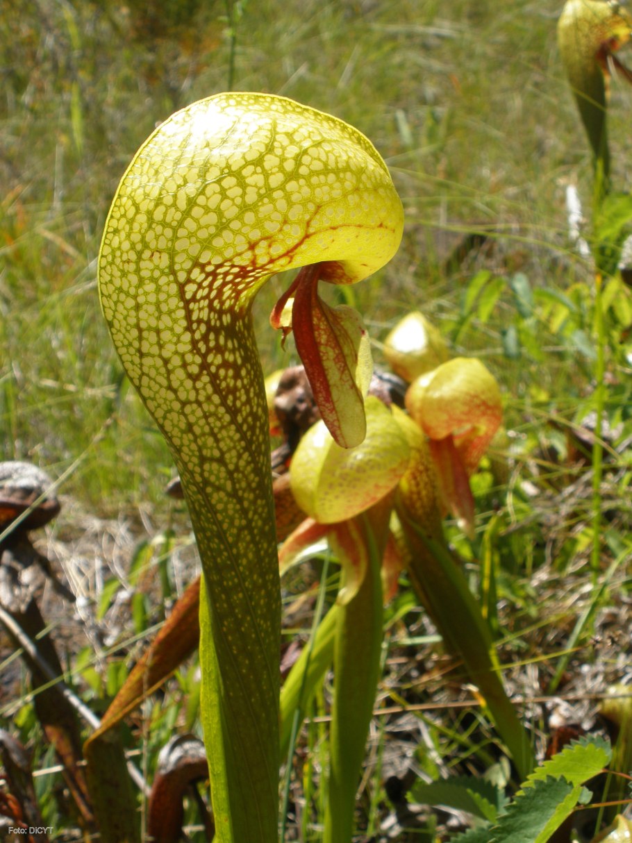 Дарлингтония растение хищник