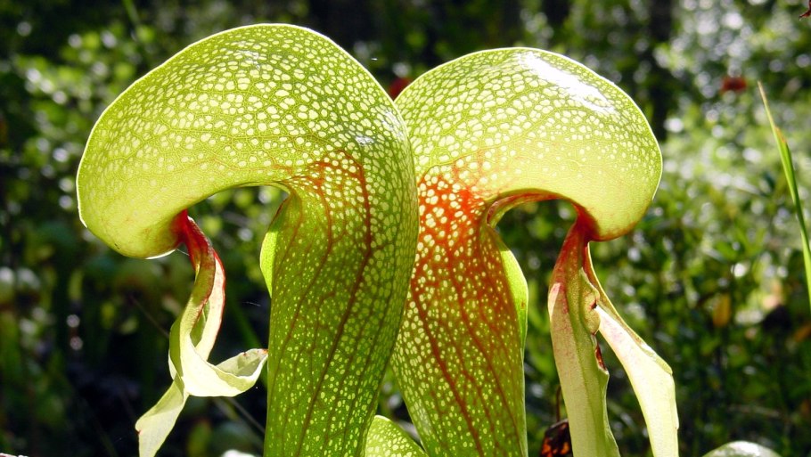 Жирянка растение дарлингтония Калифорнийская