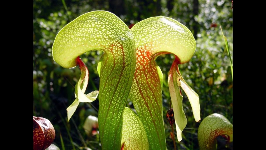 Дарлингтония растение