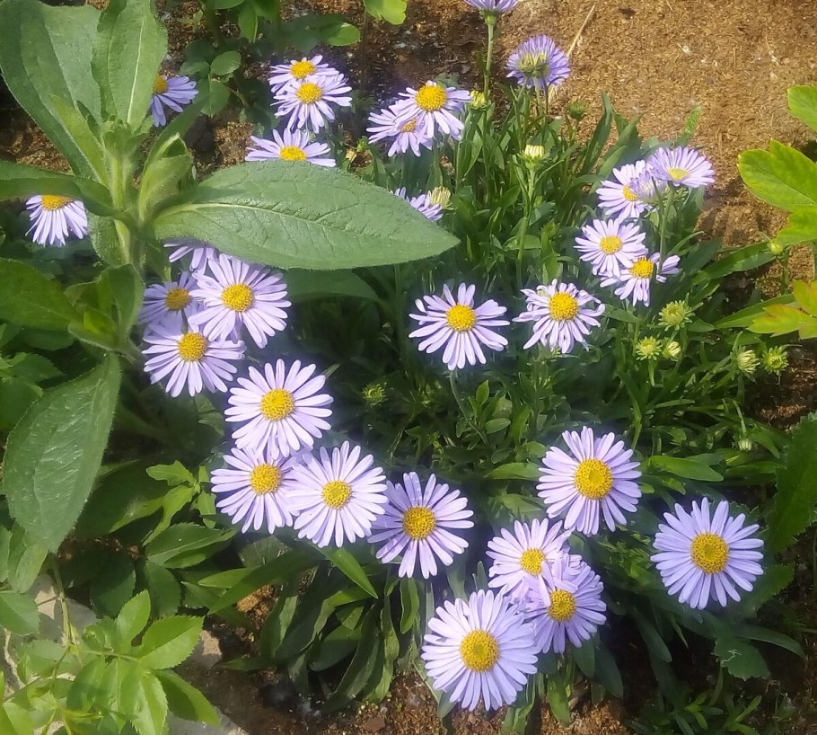 Астра Альпийская Розеа