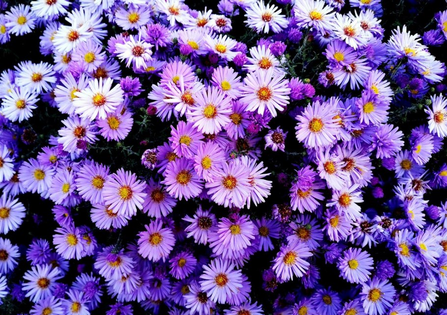 Астра Альпийская Альпинус