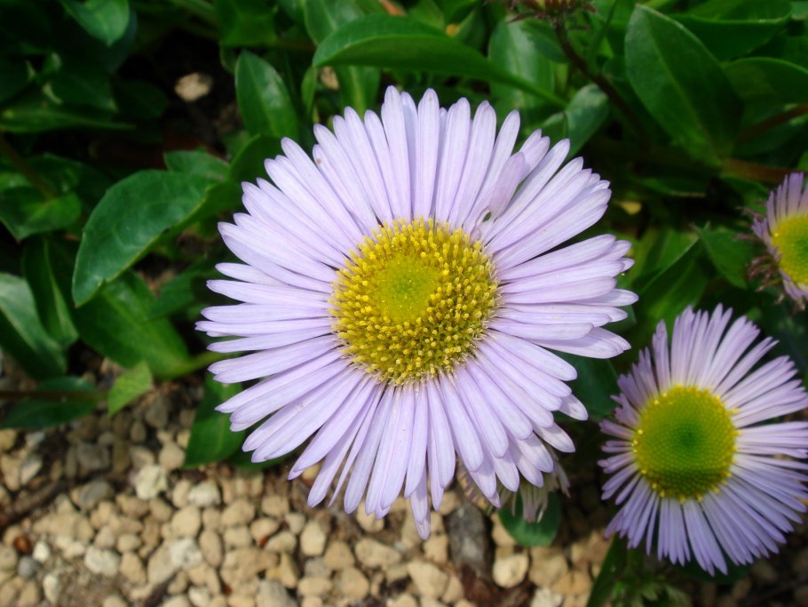 Астра новобельгийская голубая