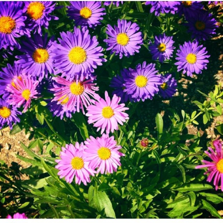 Астра Альпийская голубая многолетник