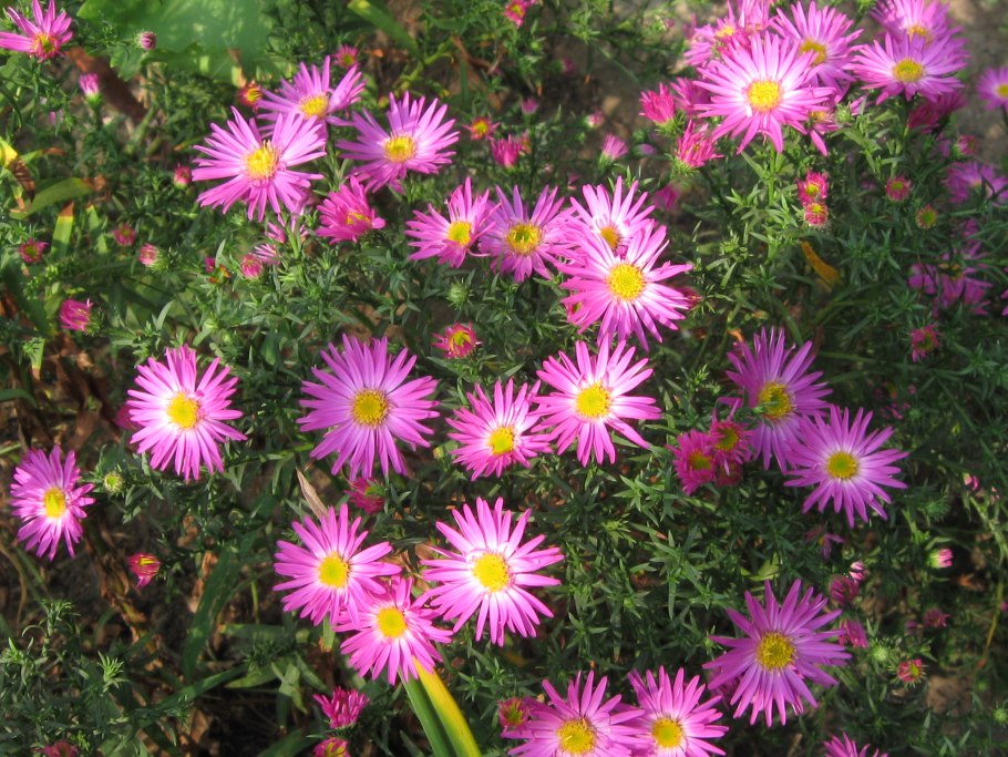 Астра Альпийская (Aster Alpinus)