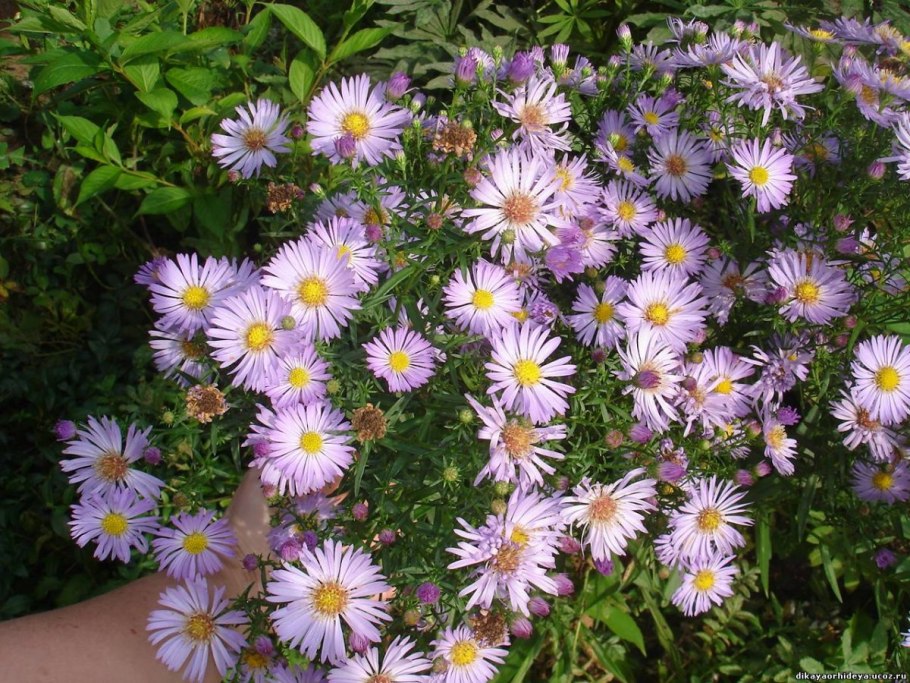 Астра многолетняя Альпийская Aster Alpinus Goliath