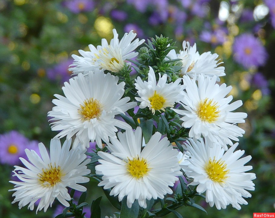 Астра многолетняя кустарниковая (Aster dumosus)