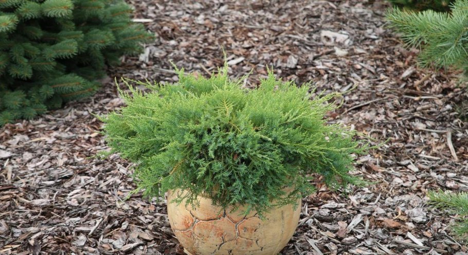 Можжевельник Голд Коаст