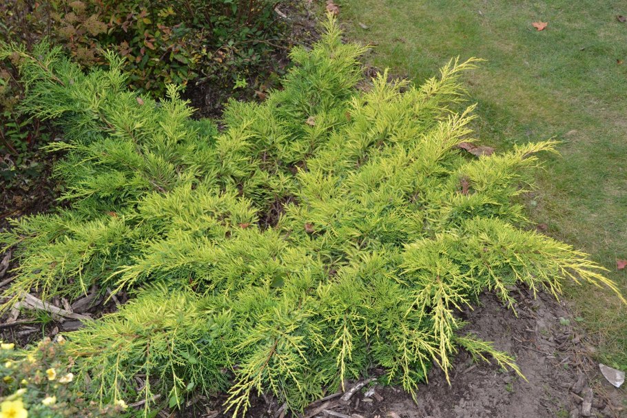 Можжевельник Олд Голд