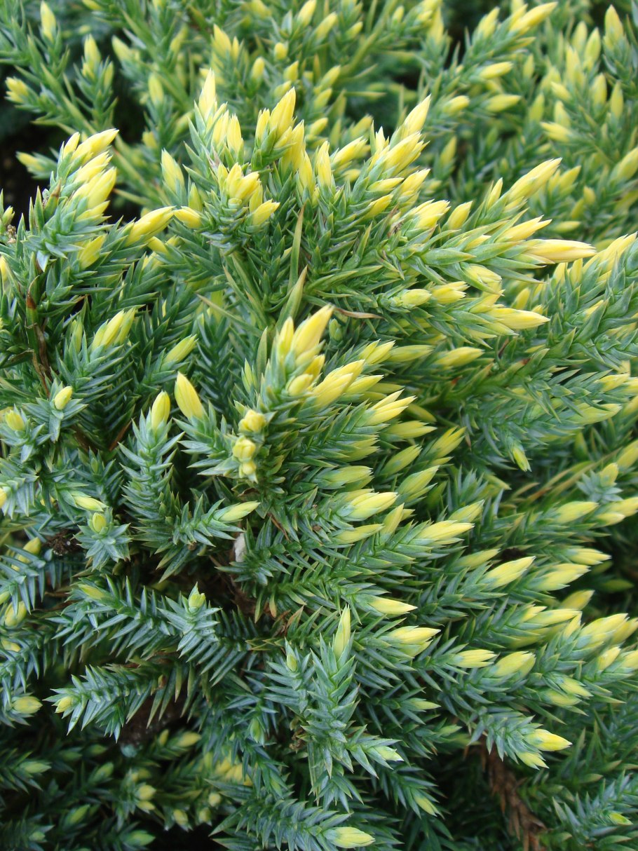 Можжевельник казацкий Голден карпет