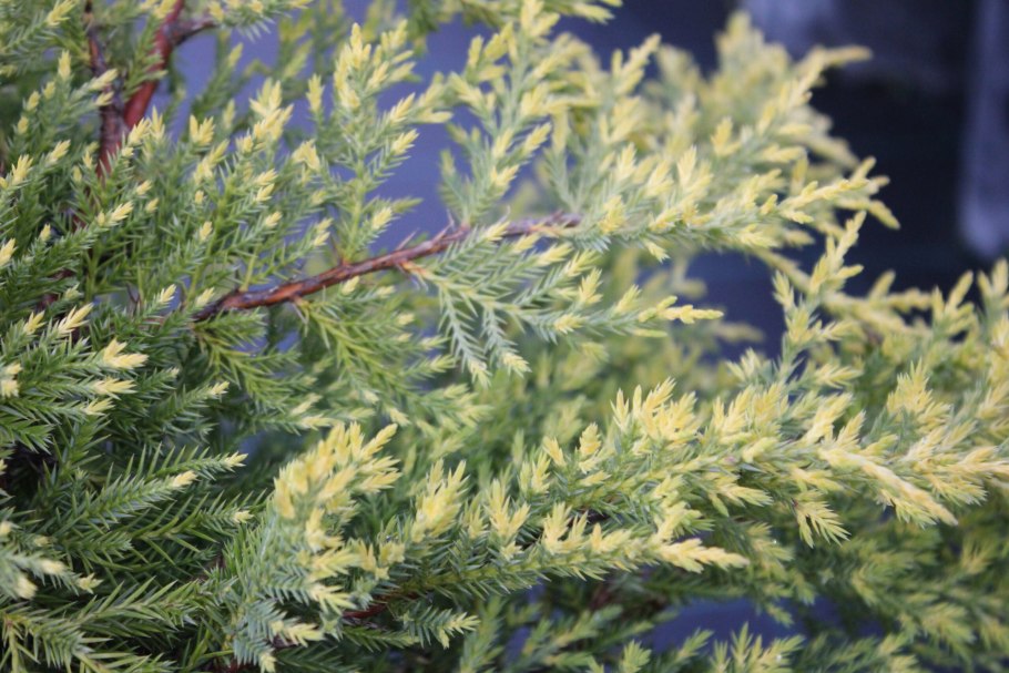 Можжевельник Голдстар