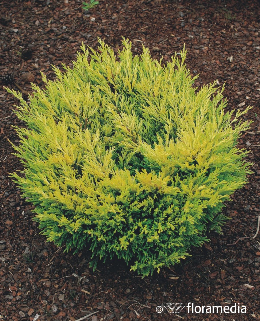 Juniperus pfitzeriana Blue and Gold