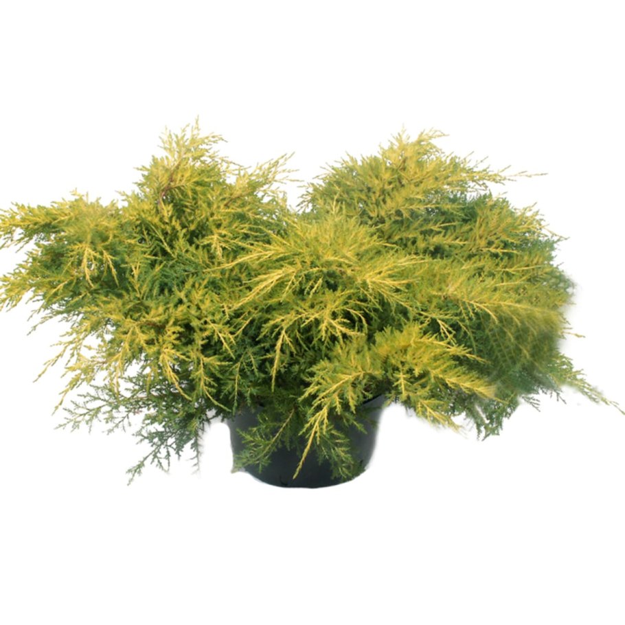 Можжевельник китайский Дабс Фростед