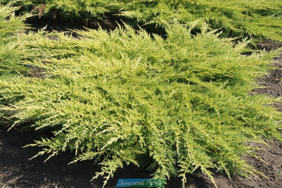 Можжевельник Еллоу Глоу