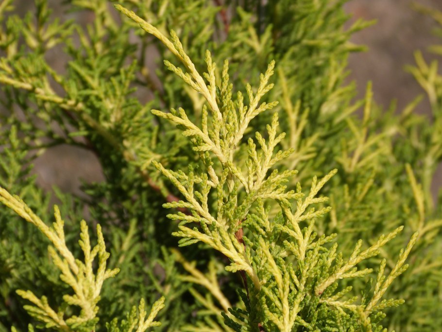 Можжевельник Пфитцериана