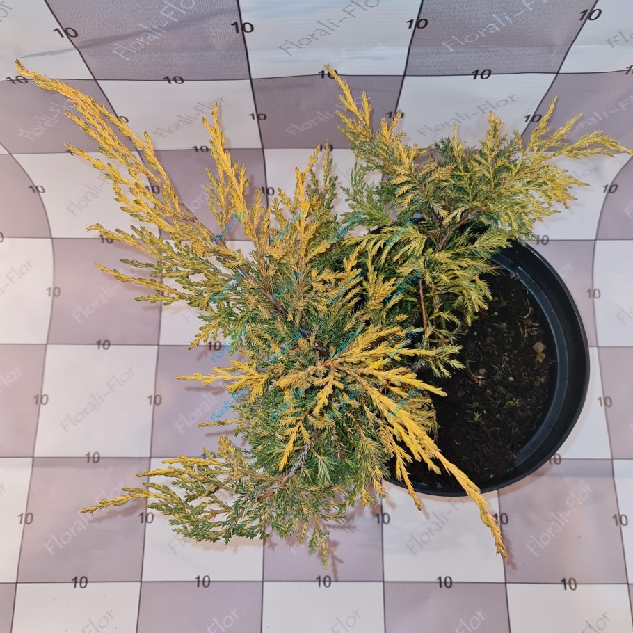 Можжевельник средний 'Saybrook Gold'